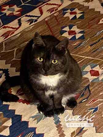 Кошка Варя ищет дом Москва - изображение 2