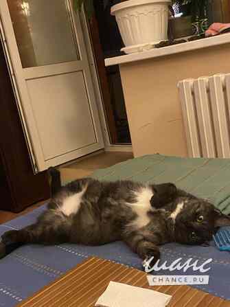 Кошка Варя ищет дом Москва - изображение 4