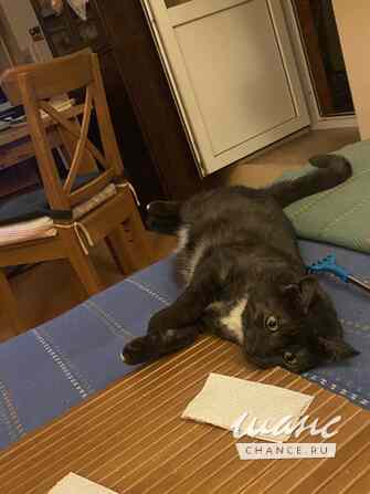 Кошка Варя ищет дом Москва - изображение 5