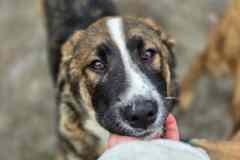 Прекрасный умный щенок ищет дом