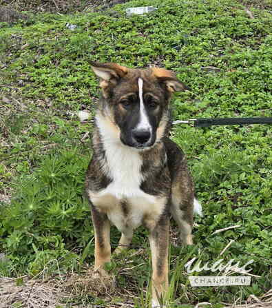 Ласковый щенок, который понимает всё с полуслова Санкт-Петербург - изображение 1