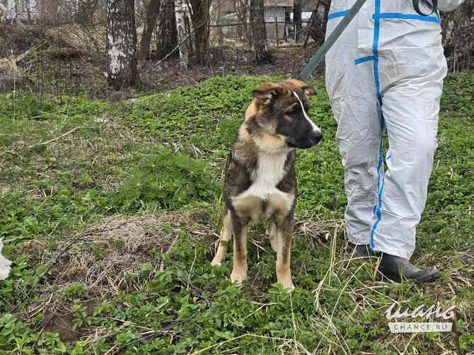 Ласковый щенок, который понимает всё с полуслова Санкт-Петербург - изображение 8