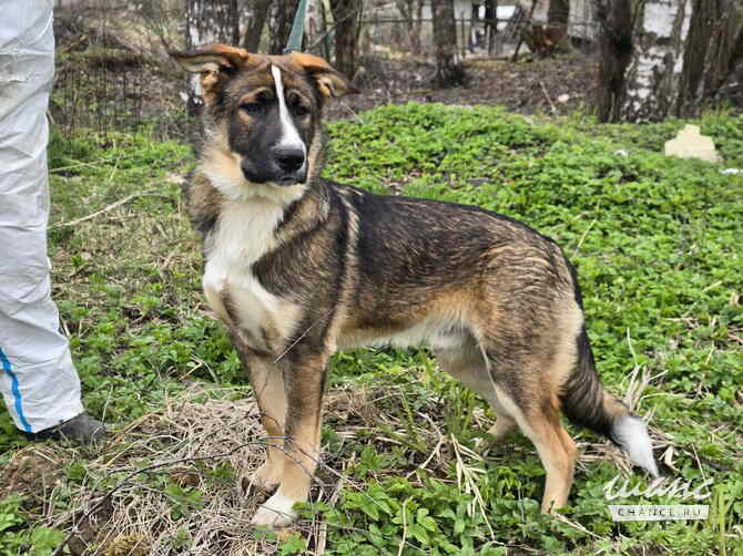 Ласковый щенок, который понимает всё с полуслова Санкт-Петербург - изображение 2