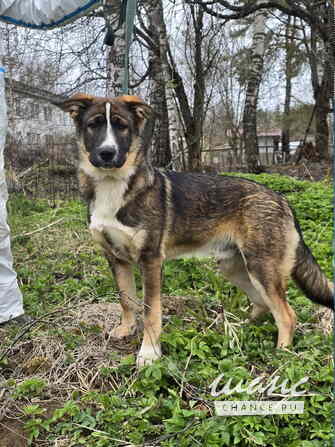 Ласковый щенок, который понимает всё с полуслова Санкт-Петербург - изображение 3