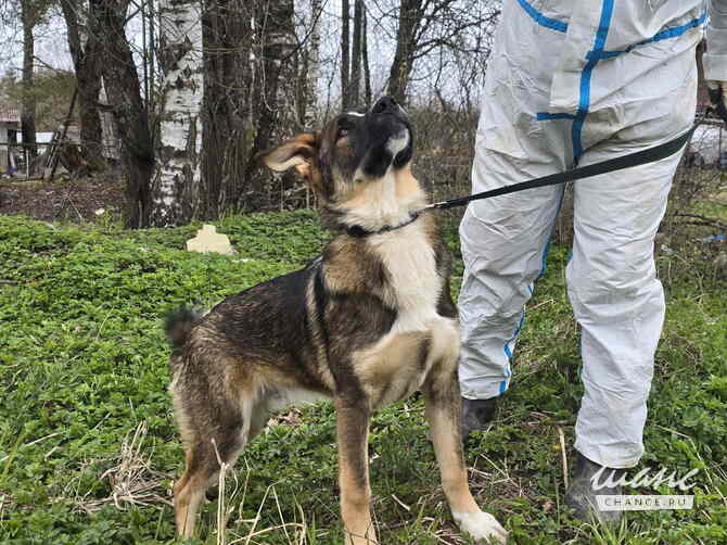 Ласковый щенок, который понимает всё с полуслова Санкт-Петербург - изображение 7