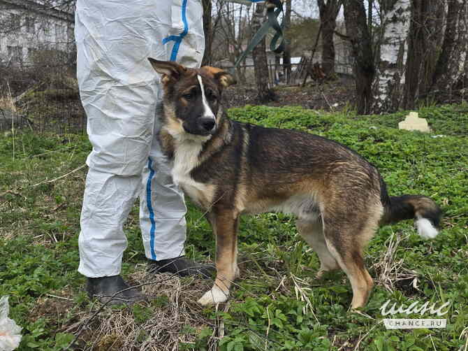 Ласковый щенок, который понимает всё с полуслова Санкт-Петербург - изображение 5