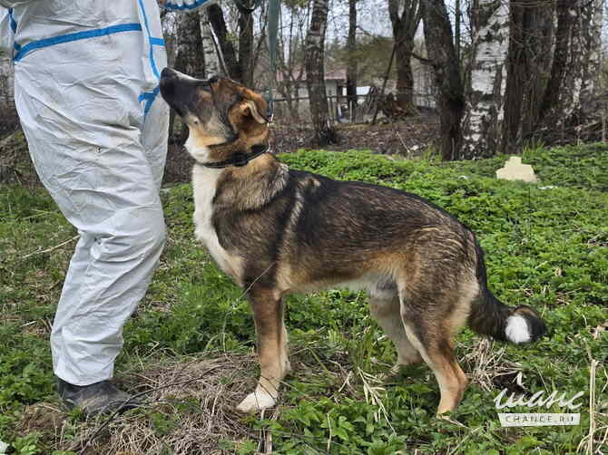 Ласковый щенок, который понимает всё с полуслова Санкт-Петербург - изображение 4