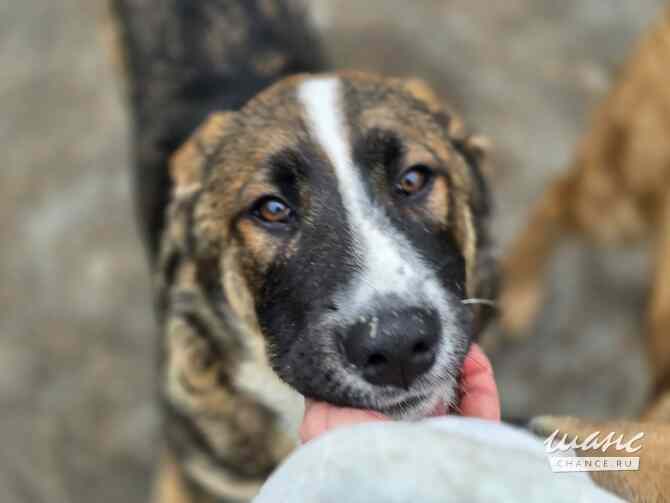 Прекрасный умный щенок ищет дом Санкт-Петербург - изображение 1