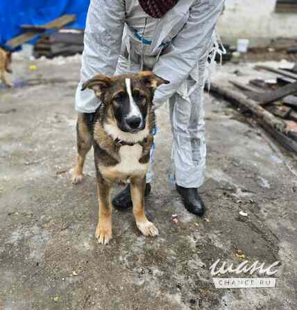 Прекрасный умный щенок ищет дом Санкт-Петербург - изображение 4