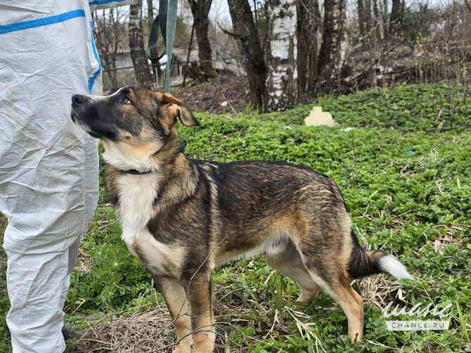 Ласковый щенок, который понимает всё с полуслова Санкт-Петербург - изображение 6