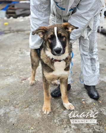 Прекрасный умный щенок ищет дом Санкт-Петербург - изображение 5