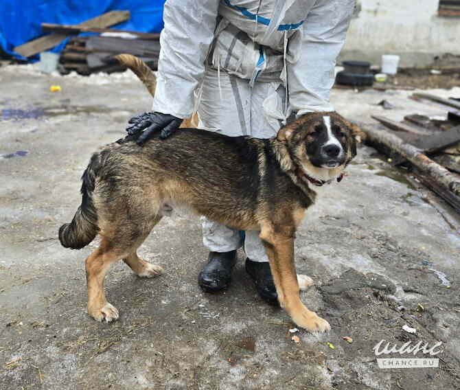 Прекрасный умный щенок ищет дом Санкт-Петербург - изображение 2
