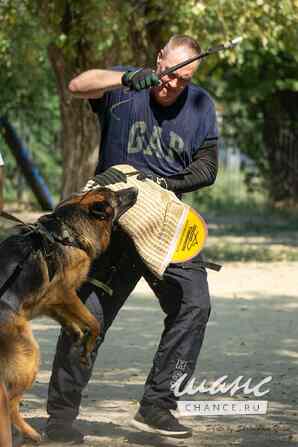 Титулованный кобель немецкой овчарки Ростов-на-Дону - изображение 6