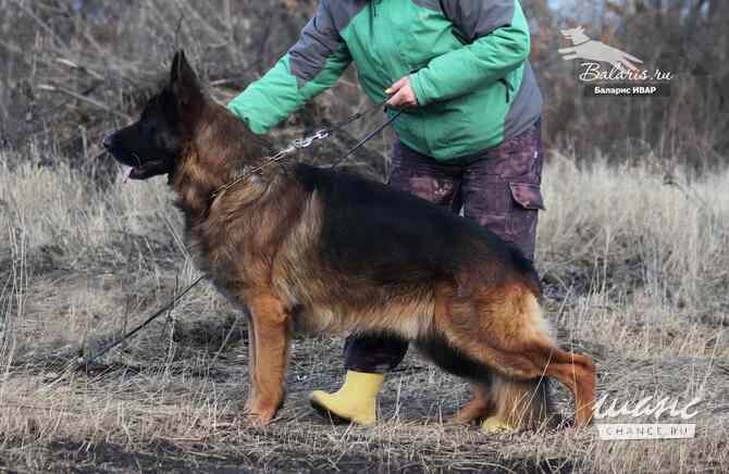 Титулованный кобель немецкой овчарки Ростов-на-Дону - изображение 2