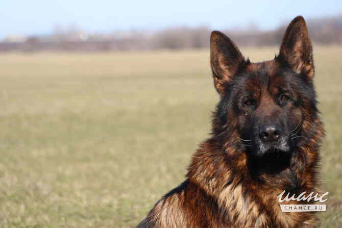 Титулованный кобель немецкой овчарки Ростов-на-Дону - изображение 3
