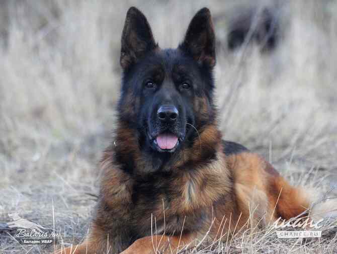 Титулованный кобель немецкой овчарки Ростов-на-Дону - изображение 1