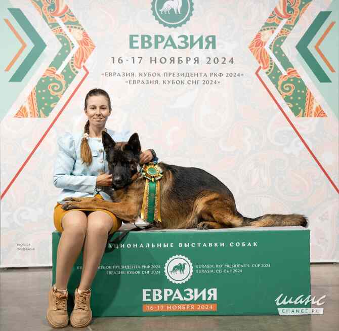 Титулованный кобель немецкой овчарки Ростов-на-Дону - изображение 4