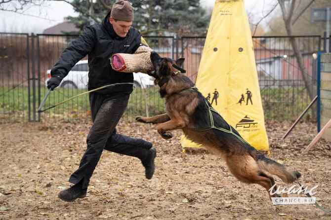 Титулованный кобель немецкой овчарки Ростов-на-Дону - изображение 7