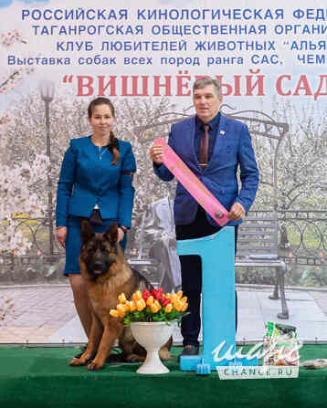 Титулованный кобель немецкой овчарки Ростов-на-Дону - изображение 5