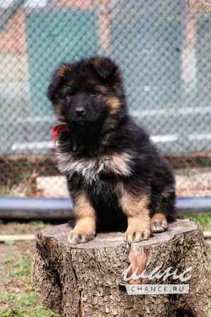 Щенки немецкой овчарки Ростов-на-Дону - изображение 1