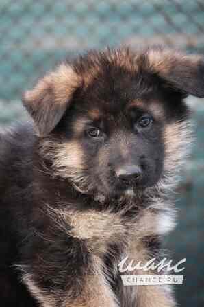 Щенки немецкой овчарки Ростов-на-Дону - изображение 3