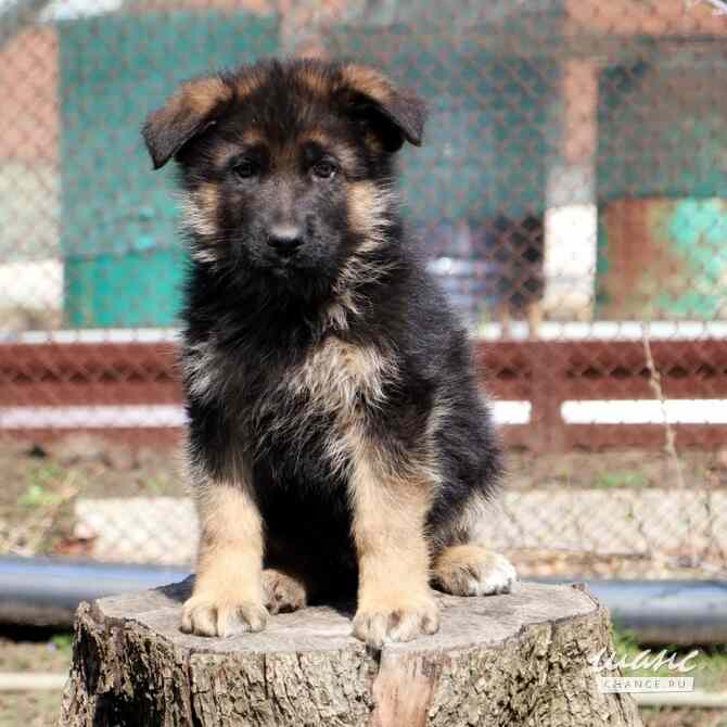 Щенки немецкой овчарки Ростов-на-Дону - изображение 2