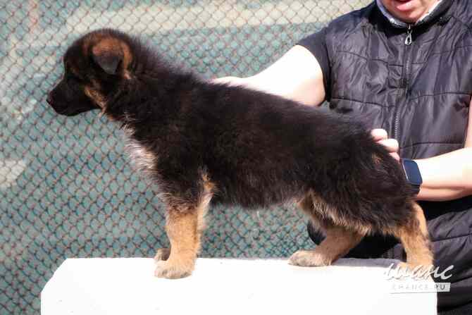 Щенки немецкой овчарки Ростов-на-Дону - изображение 6