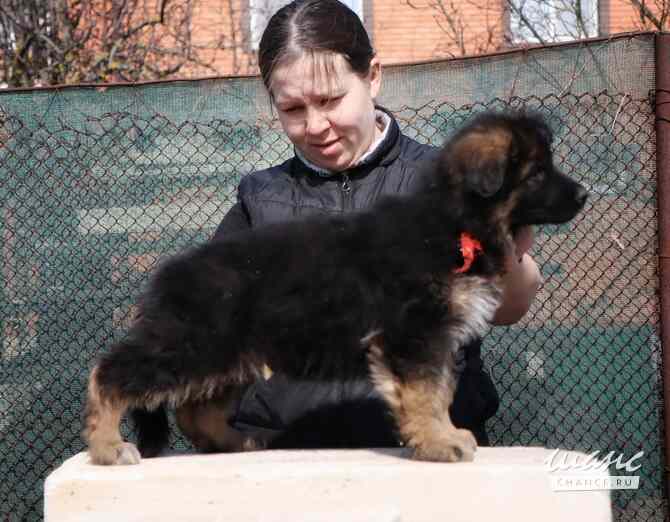Щенки немецкой овчарки Ростов-на-Дону - изображение 4