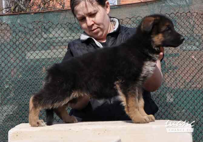 Щенки немецкой овчарки Ростов-на-Дону - изображение 7