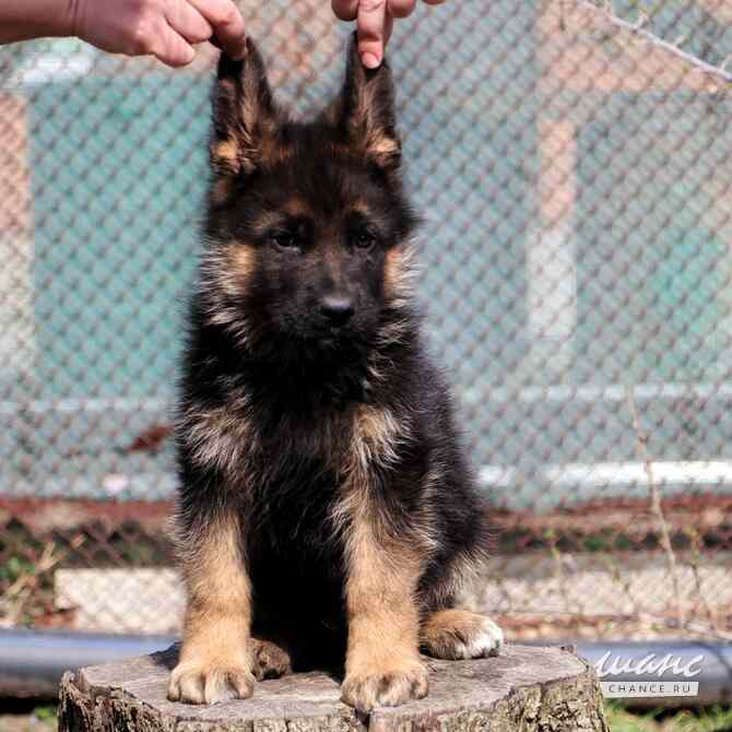 Щенки немецкой овчарки Ростов-на-Дону - изображение 5