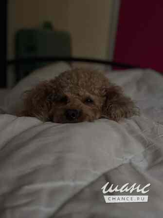 Сдаётся комната  м², в квартире-студии, этаж 1/5 Москва - изображение 1