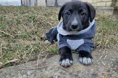 Маленький модный щенок