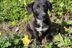 Маленький щенок с мягенькой шерсткой