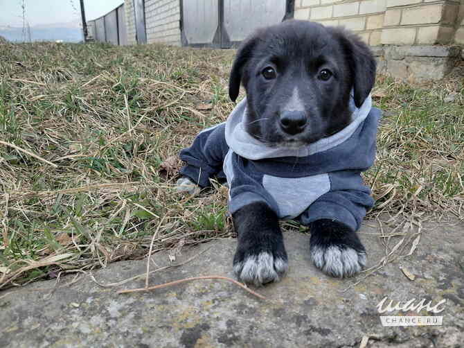 Маленький модный щенок Санкт-Петербург - изображение 1