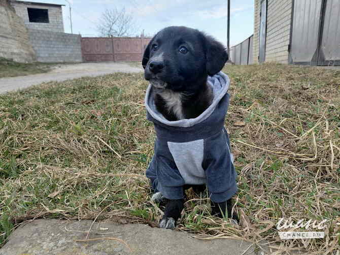 Маленький модный щенок Санкт-Петербург - изображение 4