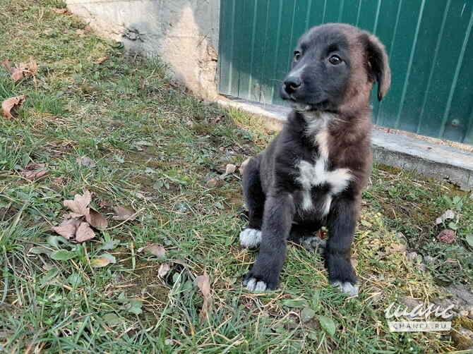 Маленький модный щенок Санкт-Петербург - изображение 5