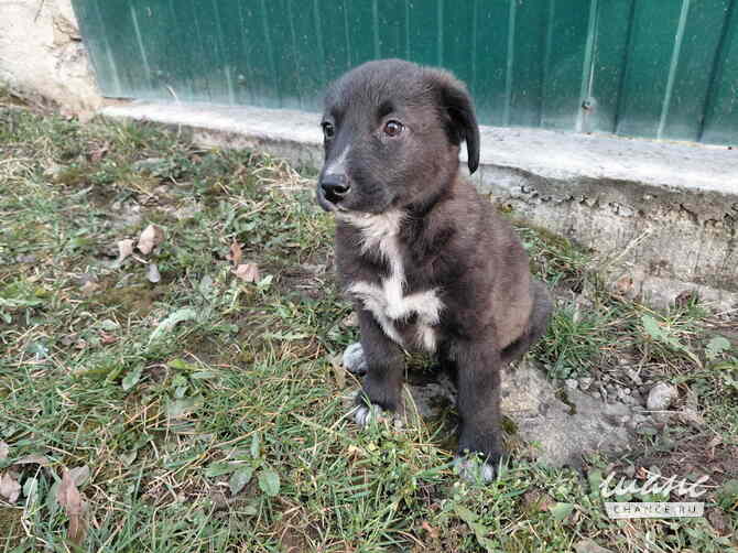 Маленький модный щенок Санкт-Петербург - изображение 8