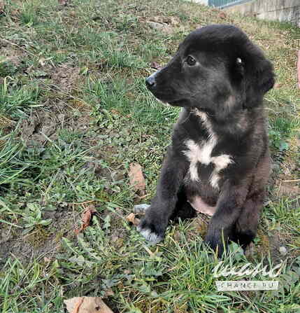 Маленький модный щенок Санкт-Петербург - изображение 9