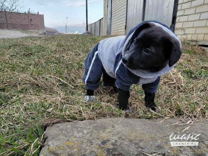 Маленький модный щенок Санкт-Петербург - изображение 3
