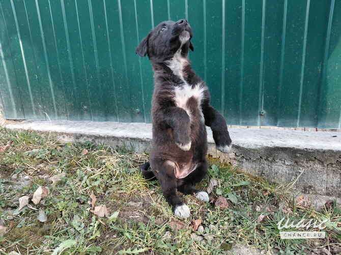 Маленький модный щенок Санкт-Петербург - изображение 6