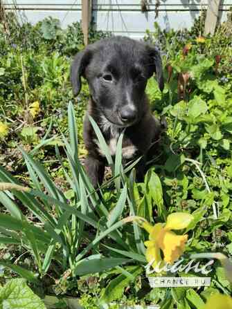 Маленький щенок с мягенькой шерсткой Санкт-Петербург - изображение 8