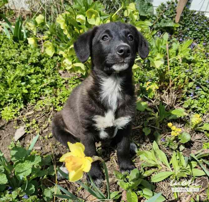 Маленький щенок с мягенькой шерсткой Санкт-Петербург - изображение 10