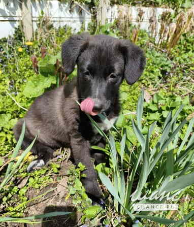 Маленький щенок с мягенькой шерсткой Санкт-Петербург - изображение 7