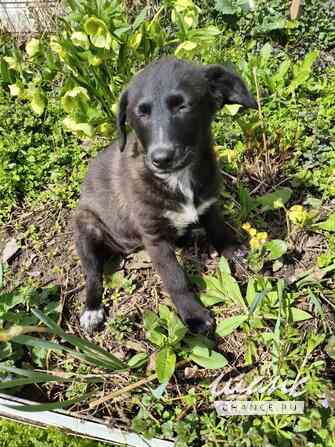 Маленький щенок с мягенькой шерсткой Санкт-Петербург - изображение 6