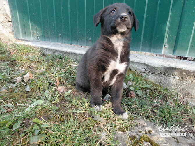 Маленький модный щенок Санкт-Петербург - изображение 7