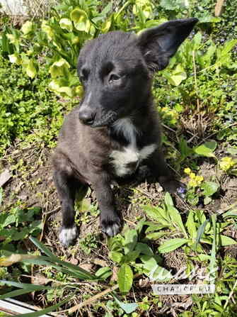 Маленький щенок с мягенькой шерсткой Санкт-Петербург - изображение 9