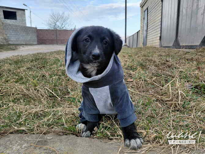 Маленький модный щенок Санкт-Петербург - изображение 2