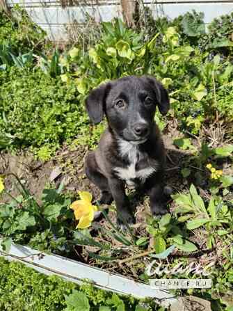 Маленький щенок с мягенькой шерсткой Санкт-Петербург - изображение 1