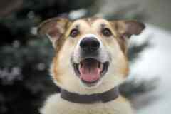 Борей ищет дом