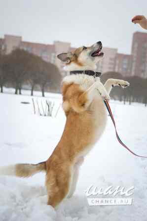 Борей ищет дом Санкт-Петербург - изображение 3